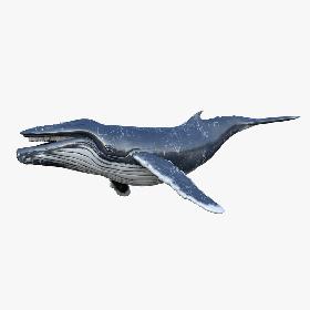 3D Humpback Whale Animated 3D